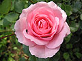 Цветет розовая poза